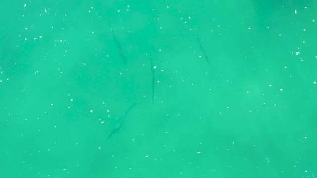 LAGUNA BEACH LOS CABOS BCS MEXICO-2021: Small Fish Swimming in Shallow Turquoise Water