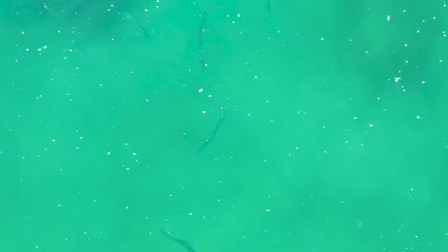 LAGUNA BEACH LOS CABOS BCS MEXICO-2021: Fish Swimming in Clear Turquoise Water