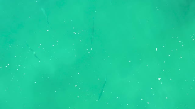 LAGUNA BEACH LOS CABOS BCS MEXICO-2021: Small Fish Swimming in Clear Turquoise Ocean Water