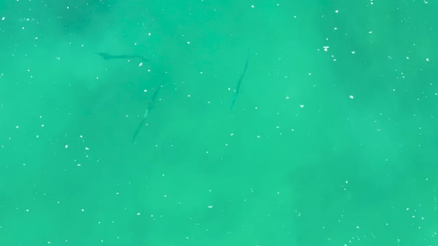 LAGUNA BEACH LOS CABOS BCS MEXICO-2021: Fish Swimming in Clear Turquoise Water