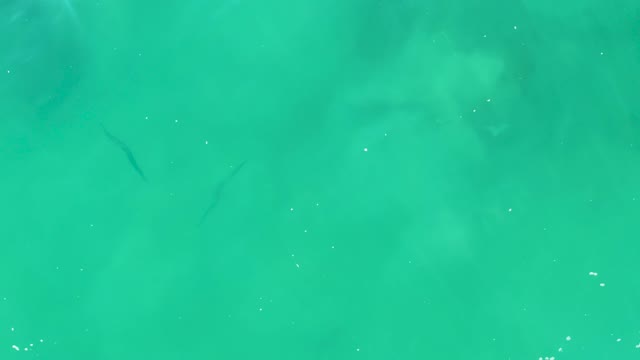 LAGUNA BEACH LOS CABOS BCS MEXICO-2021: Small Fish Swimming in Clear Turquoise Water