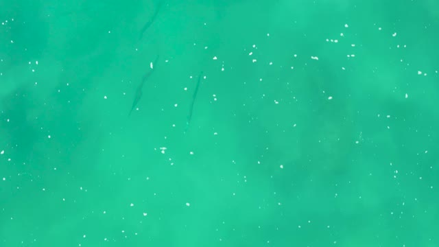 LAGUNA BEACH LOS CABOS BCS MEXICO-2021: Fish Swimming in Clear Green Water From Above