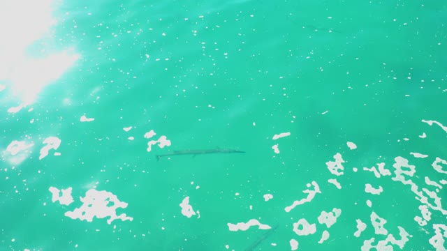 LAGUNA BEACH LOS CABOS BCS MEXICO-2021: Fish Swimming in Clear Turquoise Water