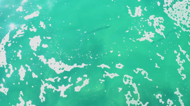 LAGUNA BEACH LOS CABOS BCS MEXICO-2021: Fish Gliding Through Clear Turquoise Ocean Surface