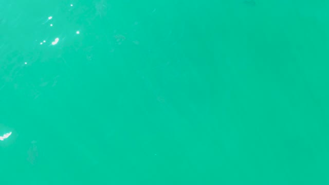 LAGUNA BEACH LOS CABOS BCS MEXICO-2021: Fish Swimming in Clear Turquoise Water