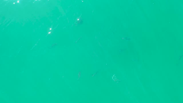 LAGUNA BEACH LOS CABOS BCS MEXICO-2021: Small Fish Swimming in Turquoise Water