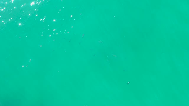 LAGUNA BEACH LOS CABOS BCS MEXICO-2021: Small Fish Swimming in Clear Turquoise Water