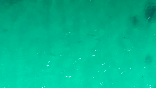 LAGUNA BEACH LOS CABOS BCS MEXICO-2021: School of Fish Swimming in Clear Turquoise Water