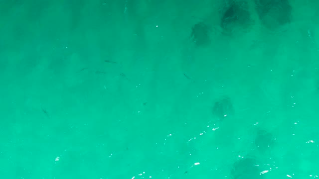 LAGUNA BEACH LOS CABOS BCS MEXICO-2021: Fish Swimming in Clear Turquoise Ocean Water