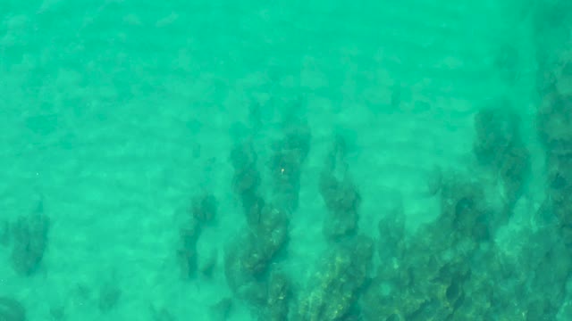 LAGUNA BEACH LOS CABOS BCS MEXICO-2021: Underwater Seaweed Swaying in Clear Turquoise Water