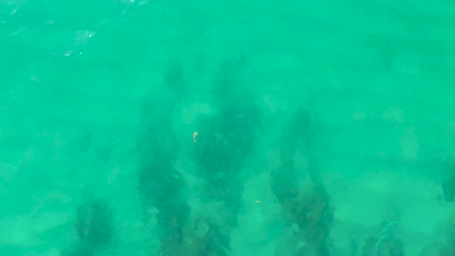 LAGUNA BEACH LOS CABOS BCS MEXICO-2021: Underwater Seaweed and Clear Turquoise Water
