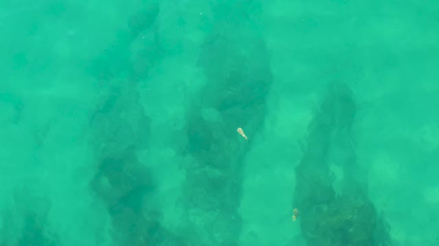 LAGUNA BEACH LOS CABOS BCS MEXICO-2021: Underwater Mangrove Roots and Small Fish in Clear Water