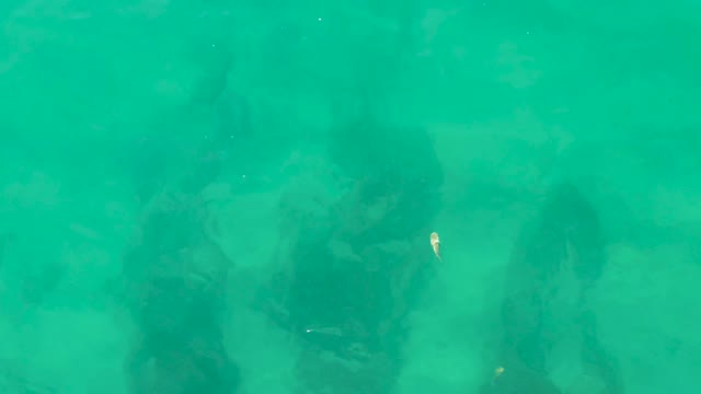 LAGUNA BEACH LOS CABOS BCS MEXICO-2021: Small Fish Swimming over Underwater Rock Formations