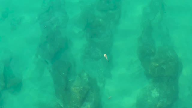LAGUNA BEACH LOS CABOS BCS MEXICO-2021: Small Fish Swimming Among Submerged Rocks in Clear Water