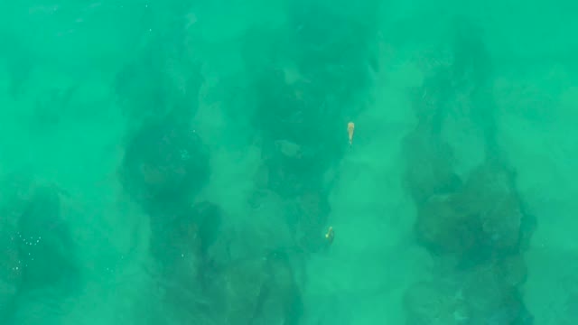 LAGUNA BEACH LOS CABOS BCS MEXICO-2021: Underwater Scene with Rocky Seabed and Small Fish