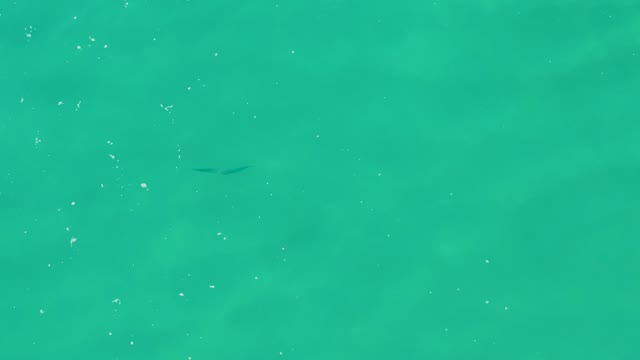 LAGUNA BEACH LOS CABOS BCS MEXICO-2021: Overhead View of a Fish Swimming in Turquoise Water