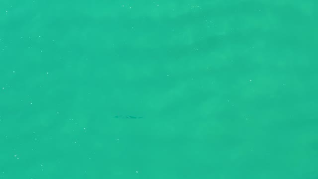 LAGUNA BEACH LOS CABOS BCS MEXICO-2021: Fish Swimming in Clear Ocean Water