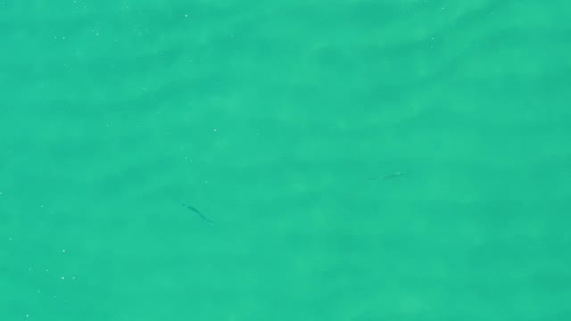 LAGUNA BEACH LOS CABOS BCS MEXICO-2021: Small Fish Swimming in Clear Turquoise Water