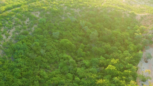CABO PULMO BCS MEXICO-2021: Lush Forest and Grassy Hillside From Above