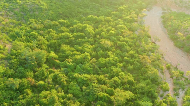 CABO PULMO BCS MEXICO-2021: Winding Dirt Road Through Dense Forest