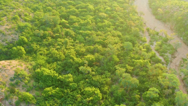 CABO PULMO BCS MEXICO-2021: Aerial Flight Over Forest with Winding Dirt Path