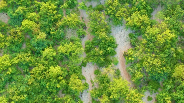 CABO PULMO BCS MEXICO-2021: Overhead View of Organized Tree Plantation