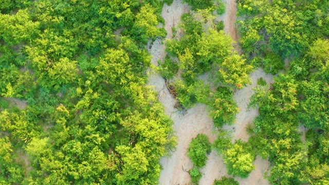 CABO PULMO BCS MEXICO-2021: Winding Dirt Path Through Dense Forest