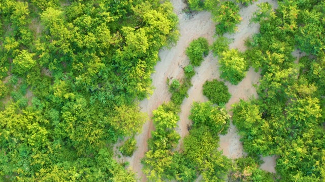 CABO PULMO BCS MEXICO-2021: Dirt Path Winding Through Lush Forest Canopy
