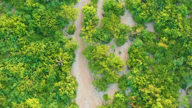 CABO PULMO BCS MEXICO-2021: Dense Green Forest with Winding Dirt Path