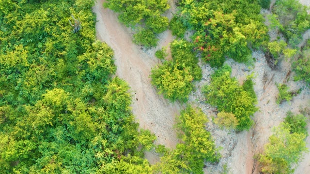 CABO PULMO BCS MEXICO-2021: Dirt Path Winding Through Lush Green Trees