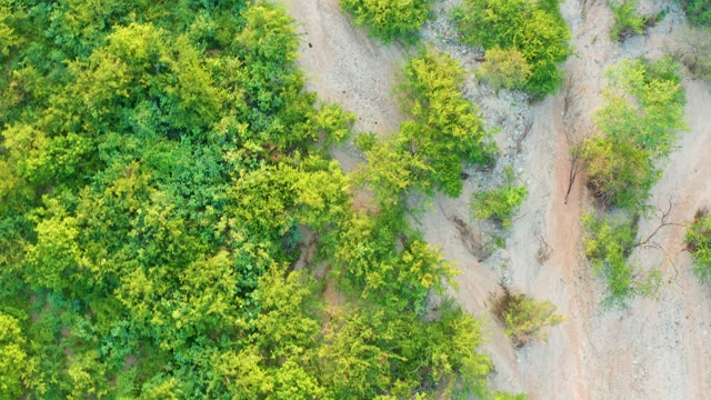 CABO PULMO BCS MEXICO-2021: Dense Green Bushes Along a Dirt Path
