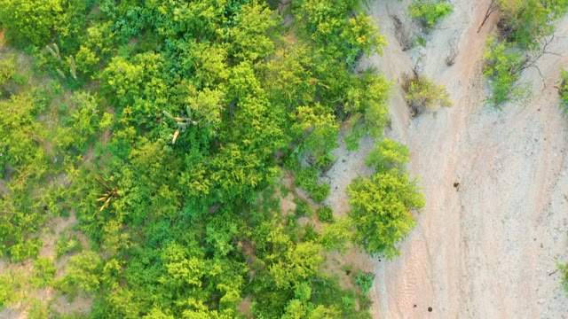 CABO PULMO BCS MEXICO-2021: Dense Forest Edge and Dirt Road From Overhead