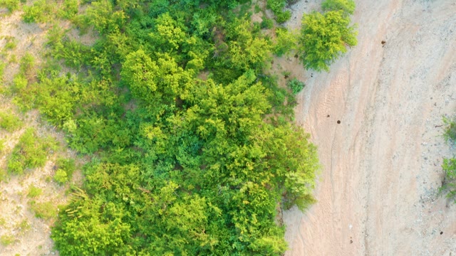 CABO PULMO BCS MEXICO-2021: Green Bushes and Dirt Path From Above