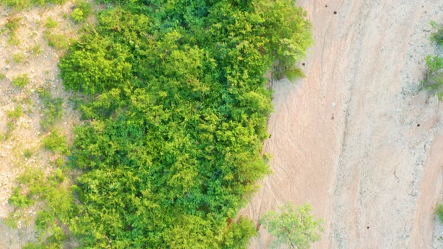CABO PULMO BCS MEXICO-2021: Dense Green Thicket Along Sandy Path