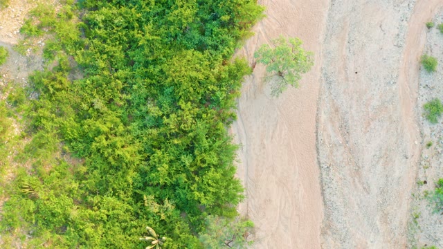 CABO PULMO BCS MEXICO-2021: Dense Forest Beside Dry Riverbed From Above