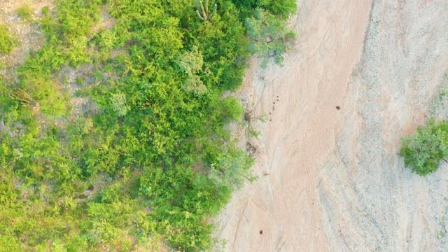CABO PULMO BCS MEXICO-2021: Dense Forest and Winding Dirt Road From Above