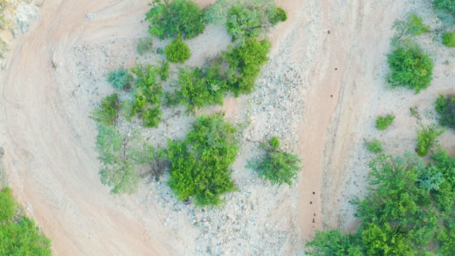 CABO PULMO BCS MEXICO-2021: Swaying Green Trees on Arid Rocky Terrain