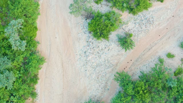 CABO PULMO BCS MEXICO-2021: Dirt Road Through Dense Green Vegetation