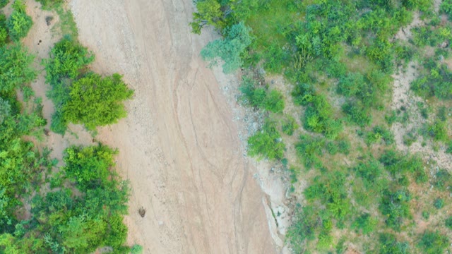 CABO PULMO BCS MEXICO-2021: Dirt Path Through Lush Green Foliage