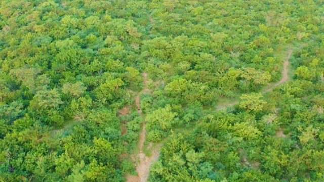 CABO PULMO BCS MEXICO-2021: Winding Dirt Path Through Lush Green Forest