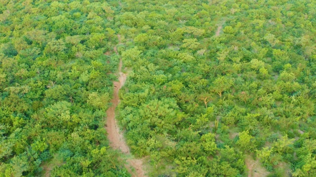 CABO PULMO BCS MEXICO-2021: Winding Dirt Path Through Dense Forest Canopy