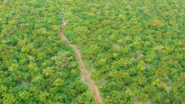 CABO PULMO BCS MEXICO-2021: Winding Dirt Path Through Dense Green Forest