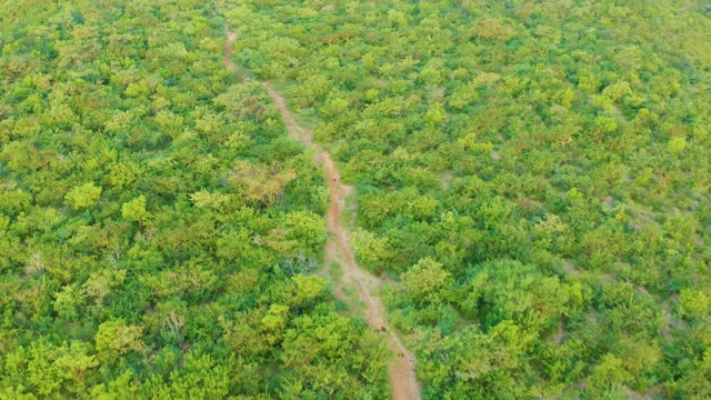 CABO PULMO BCS MEXICO-2021: Winding Dirt Path Through Lush Forest