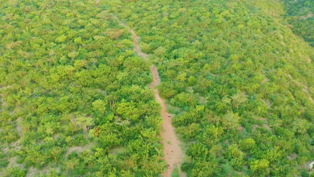 CABO PULMO BCS MEXICO-2021: Dirt Path Winding Through Lush Forest