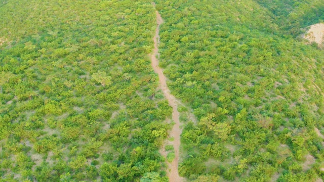 CABO PULMO BCS MEXICO-2021: Dirt Path Winding Through Forested Hillside