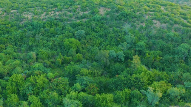 CABO PULMO BCS MEXICO-2021: Lush Forest Canopy Aerial Pan