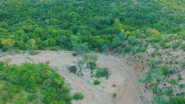 CABO PULMO BCS MEXICO-2021: Dense Forest and Dry Gully in Hillside Landscape