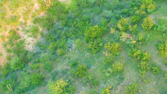 CABO PULMO BCS MEXICO-2021: Mixed Vegetation and Dry Ground From Above