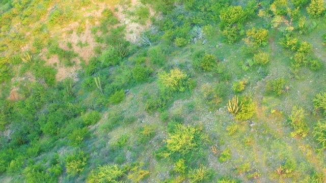 CABO PULMO BCS MEXICO-2021: Hillside Desert Vegetation with Cacti