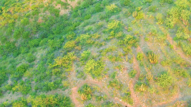 CABO PULMO BCS MEXICO-2021: Desert Shrubland with Winding Dirt Path